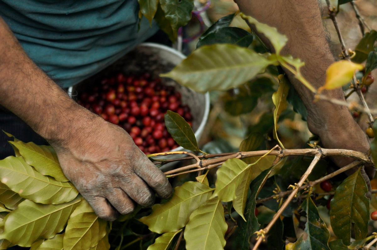 Cosecha a mano de cereza de café en la finca La Pitaya, Coatepec