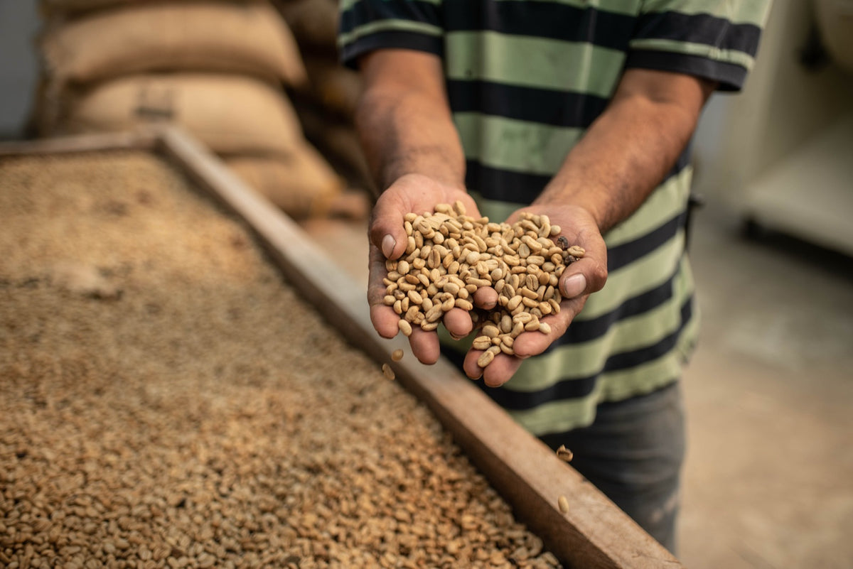 Selección del grano en la finca La Pitaya